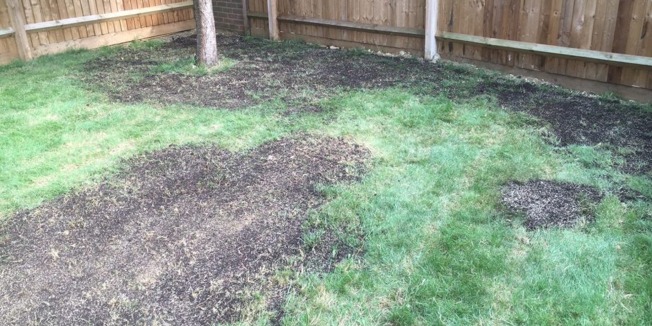 New Lawn treatment, Hanwell fields, Oxfordshire