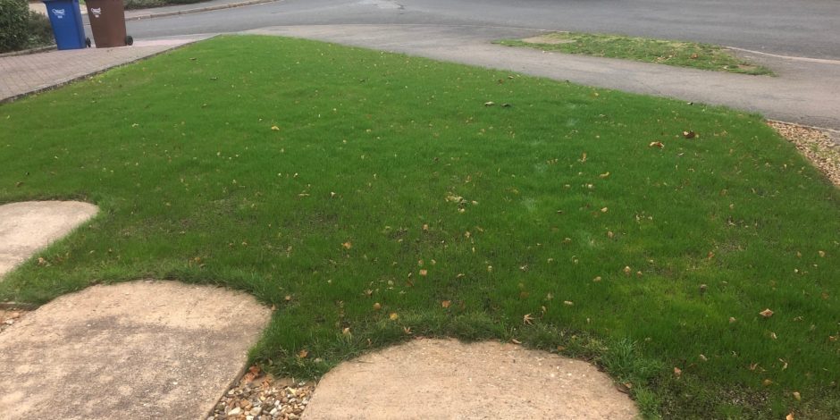 Heavily Scarified lawn, Banbury